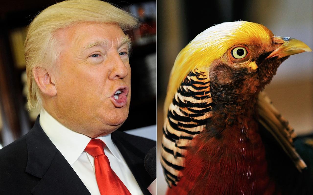 Chinese bird sporting 'Donald Trump's hairstyle' is the new internet sensation